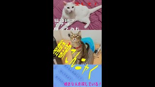 話題の猫語翻訳アプリ 【愛を探しているんだ！】【無視しないで】