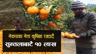 नेकपाका नेता राजनिती संगै कृषि कर्ममा सुन्तला बेचेरै वार्षिक १० लाख आम्दानी ।