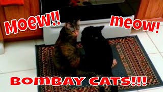 MEOW! Living With BOMBAY Cats, Takes Tons of Patience!"