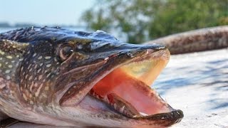 Рыбалка в Ленинградской области ловля Щуки на воблер