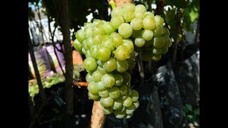 Виноград Мускарис. Сезон 2016 (Grapes Muscaris. Season 2016)