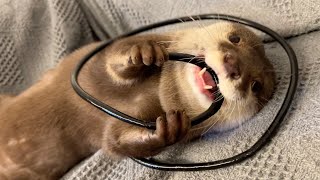 カワウソが飼い主の真似して歯磨きし始めた！ otter started imitating his owner and brushing his teeth!