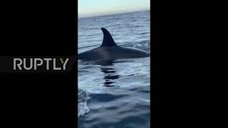 Killer whales give chase to Mexican fishermen boat in viral video