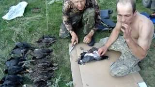 Мастер класс по разделки уток  от друга Ромы!!Master class on dressing ducks and coots other Roma !!