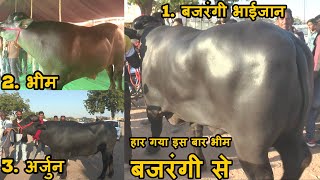 दुनिया का सबसे तगड़ा भेंसा भीम नागौर मेले में बजरंगी से हारा / Bajrangi Bull /Nagaur Pashu Mela 2020