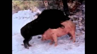 Wild Boar Mating Documentary