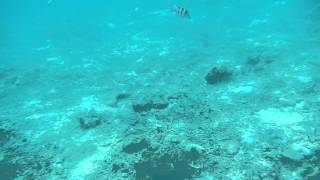 Sharks just outside Longbeach , Koh phi phi
