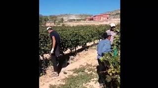 Vendimia 2017 en Bocos de Duero(D.O.Ribera del Duero)