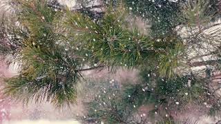 Ветка сосны и снегопад зимой в лесу | Футажи красивая природа [FullHD]