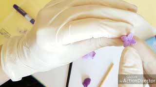 Сирень из полимерной глины Cernit. Lilac flowers from polymer clay Cernit.