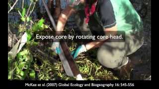 How to Collect a Mangrove Peat Core