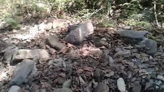 dangerous forest of nepal