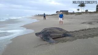 World's Largest Sea Turtle! Giant Leatherback Sea Turtle!