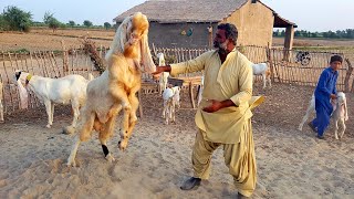Gulabi Goat Champion | Interview with Dil Murad Bugti