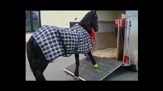 Спасение истощенной кобылы / Новости