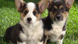 Развивающие видео для детей: Собаки. Educational video for children: Dogs
