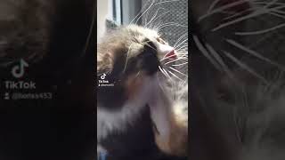 киса. киска. малышка. трехцветная. редкий зверек