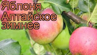Яблоня обыкновенная Алтайское зимнее (malus) ? обзор: как сажать, саженцы яблони Алтайское зимнее