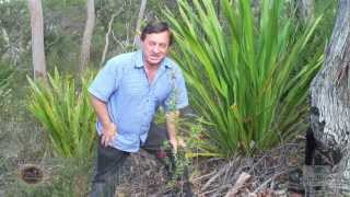 Angus's Plants for Aussie Birds - Grevillea speciosa