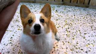 柯基犬肥屁期待中(Welsh Corgi Febby is watching her dad having dinner)