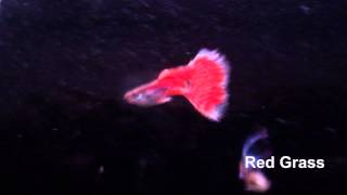 Red Grass fancy guppies