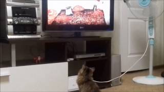Как котенок смотрит мультик)