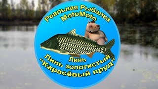 Как поймать Линя и Золотистого линя на Карасёвом пруду | Реальная Рыбалка