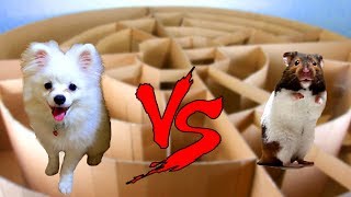 Snowball Dog And Hugo Hamster Running In Circle Maze- Calculating Point Contest