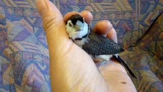 Mama's baby Owl Finch  鹿の子雀甘えっ子♪