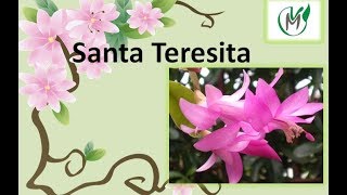 Santa Teresita - Vivero Marra