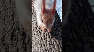 Какая хорошая белочка / What a good squirrel
