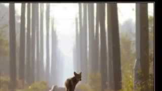 Littlest Hobo Theme Punk Rock