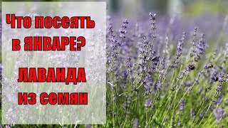 Что посеять в январе? Лаванда из семян.  Жена дальнобойщика