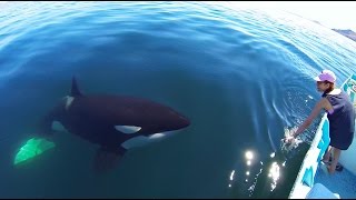Unique Orca encounter in the Sea of Cortez...Bahia de los Angeles, Mexico.