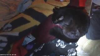 PRETTY GREY CAT'S MEOWING WOKE ME UP.  SUNDAY. 12 15-2019.