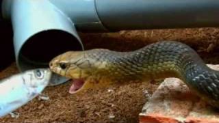 Male Drymarchon corais has a big appetite.