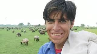 500 Dumba Farming||Sale and purchase of sheeps||Dumba farming||Goat farming in Pakistan