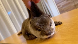 伸びるお餅のようなカワウソはどこまで伸びる？ stretch otter