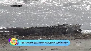 Cerita Warga Pengumpul Pasir Sungai Palu Yang Bersahabat Dengan Buaya - Warna Warni