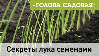 Голова садовая - Как вырастить лук семенами