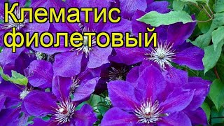 Клематис фиолетовый. Краткий обзор, описание характеристик, где купить крупномеры clematis viticella