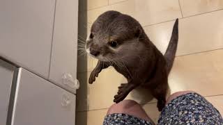 話せるようになり人語を理解し始めたカワウソ otter who has become able to speak and has begun to understand human language