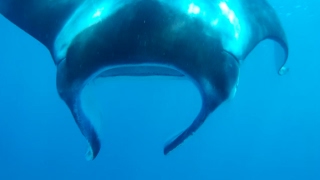 Sailing into freedom   Episode 52 The mantas of Lady Musgrave Island