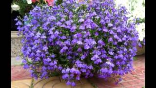Perennial Lobelia   Лобелия многолетняя
