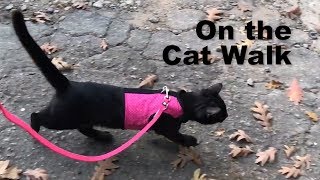 Walking My Cat *NOT CLICKBAIT*