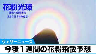 今後１週間の花粉飛散予想