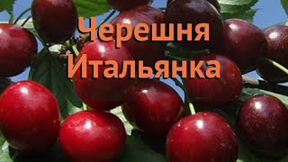 Черешня обыкновенный Итальянка (italyanka italyanka) ? обзор: как сажать, саженцы черешни Итальянка
