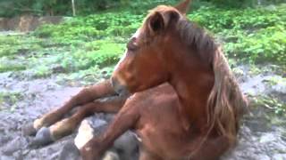 Horse left to die (part 1)