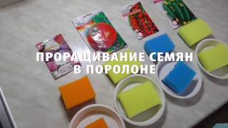 Проращивание разных семян в поролоне