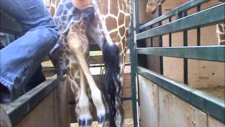giraffe born at the Safari Israel